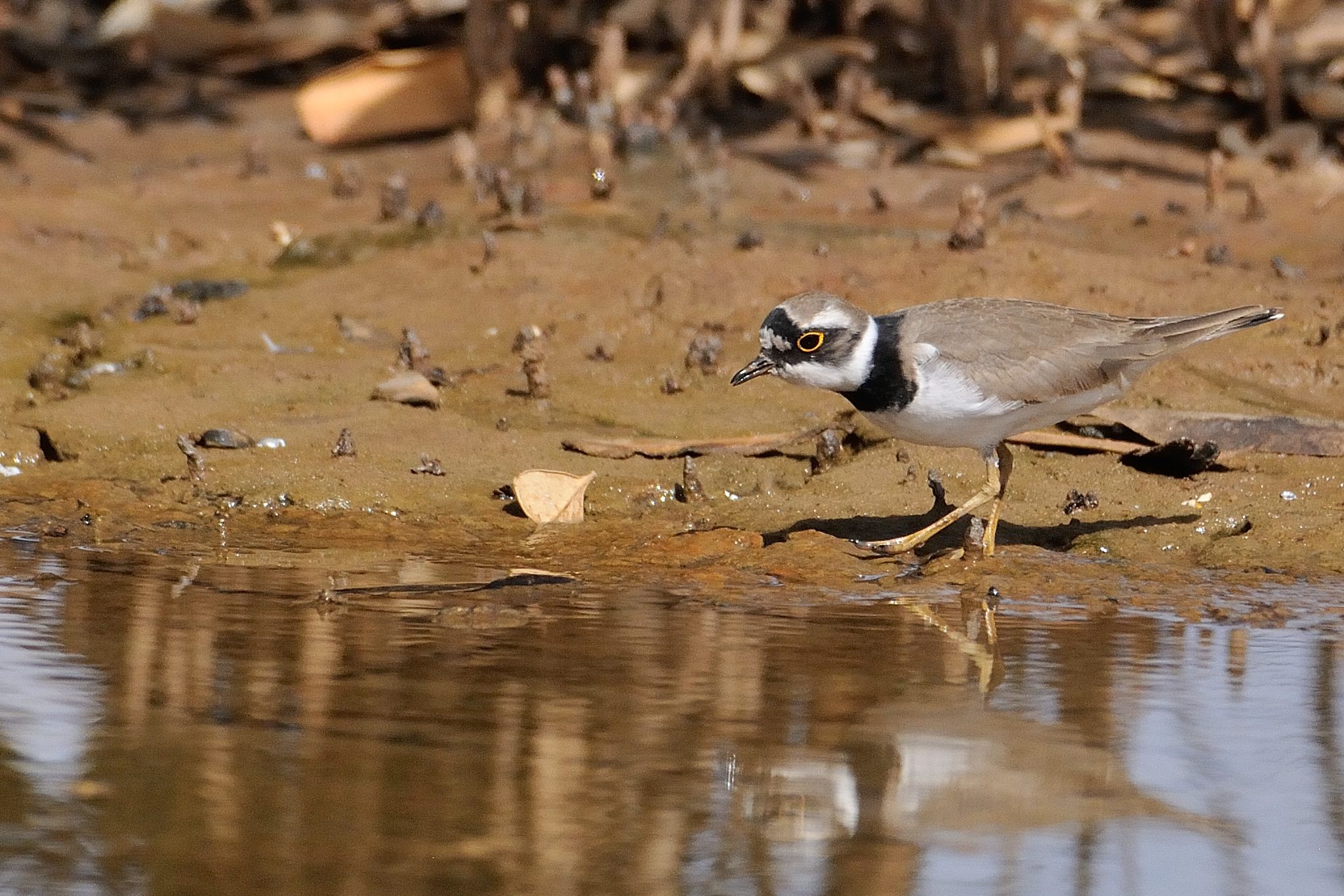 Petit Gravelot (Little Ringed-Plover, Charadrius Dubius), femelle en plumage nuptial, Lagune de La Somone, Sénégal. 